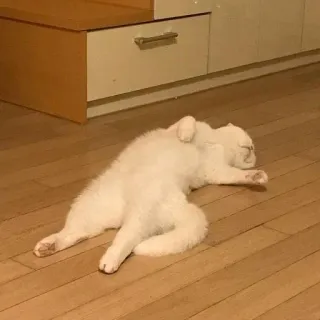 😵 2d8c7092 Katze, weiße Katze, schlafende Katze, faule Katze, Haustier, Tier whatsapp sticker