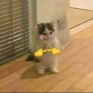 😓 49cdcc62 Katze, niedlich, schüchtern, Tier, Emoji, Meme whatsapp sticker