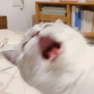 😫 63690626 Katze, Gähnen, Tier, Haustier whatsapp sticker