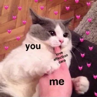 😋 6dd0dea6 you love affection care me Katze, Liebe, Zuneigung, Fürsorge, Meme, Herzerwärmend whatsapp sticker