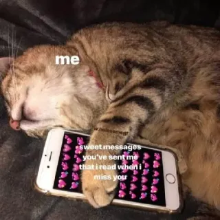 🥺 7b02fc0a me sweet messages you've sent me that i read when i miss you Katze, Handy, Süße Nachrichten, Ich vermisse dich, Schlafende Katze, Liebe, Niedlich whatsapp sticker