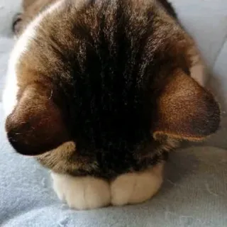 😞 89740ac0 Katze, Tier, Haustier, Katzenartig, Hauskatze, Säugetier whatsapp sticker