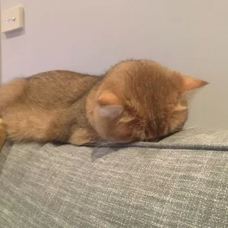 😩 966837f6 Katze, schlafend, Tier, Haustier, Couch, Haustier whatsapp sticker