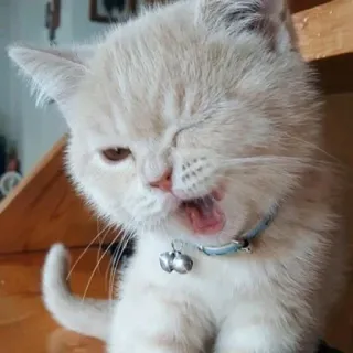 😜 98165c97 Katze, Kätzchen, süß, Tier, Haustier, Katzenartig whatsapp sticker