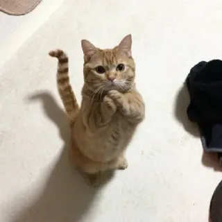 🙏 9b270b79 Katze, Haustier, Tier, Kätzchen, orange Katze, Hauskatze whatsapp sticker