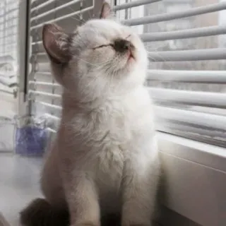 ☀️ a459e351 Katze, Kätzchen, Fenster, süß, Tier, Haustier whatsapp sticker