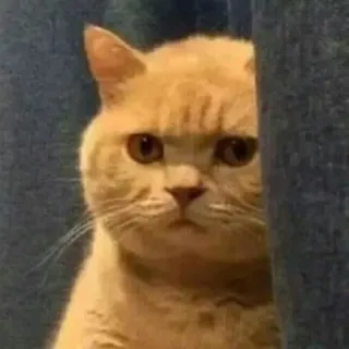 🤫 a82e41c5 Katze, Tier, Meme, Lustig, Süß, Haustier whatsapp sticker