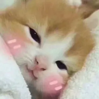 😴 cabcfc14 Katze, Kätzchen, süß, Tier, Haustier whatsapp sticker