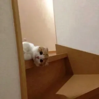 ☺️ e0b9e6e2 Katze, Treppe, Kätzchen, süß, Tier whatsapp sticker