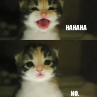 😑 f723c604 HAHAHA
NO. Katze, Kätzchen, lustig, Meme, Tier, lol, haha, nein whatsapp sticker