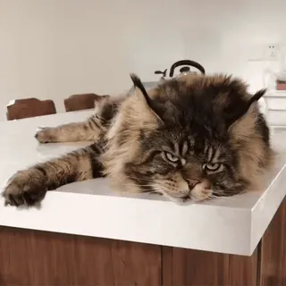 🐈 93d741be gato, animal, maine coon, animal de estimação, felino, animal doméstico telegram sticker