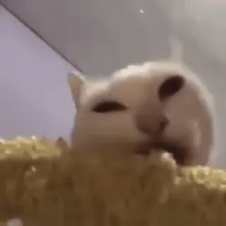 🐈 cac9a805 gato, gato branco, animal, animal de estimação, mamífero telegram sticker