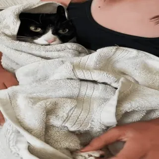 🐾 eec6e866 gato, toalha, animal, animal de estimação, fofo, preto e branco, animal doméstico telegram sticker