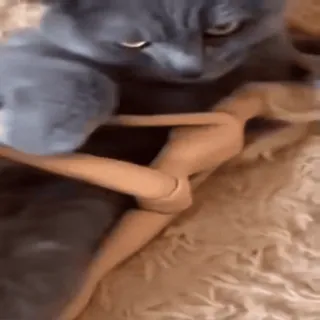 🐈 fd5506c4 gato, boneca, brinquedo, animal, animal de estimação telegram sticker