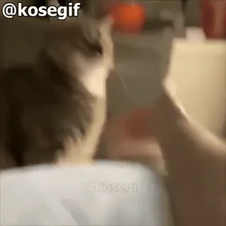👍 5b8d9b8f @kosegif gato, animal de estimação, animal, kosegif telegram sticker