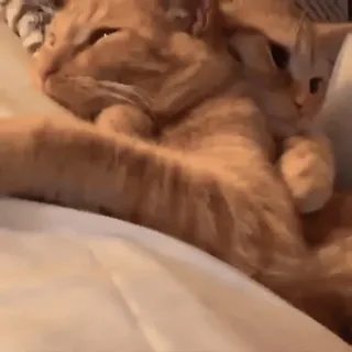 ❤️ 6100e9ee gato, gatinho, animais, animal de estimação, fofo, animais domésticos telegram sticker