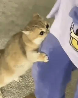 😠 621246d5 gato, gatinho, animal, fofo, animal de estimação, brincalhão telegram sticker