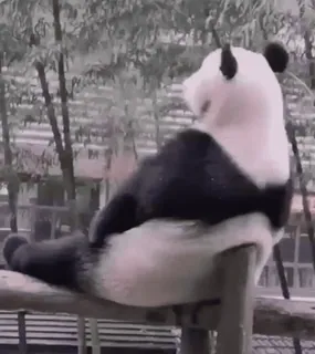 😕 73958100 Panda, Animal, Sentado, Fofo, Bambu, Natureza, Vida Selvagem telegram sticker