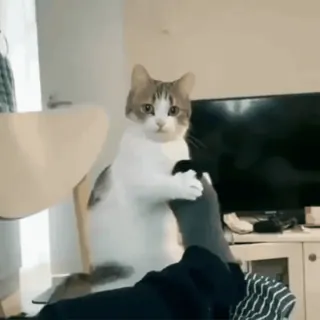 😕 78ca34a7 gato, animal de estimação, engraçado, fofo, animal telegram sticker