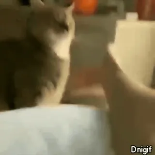 ❤️ 7a6deaa6 Dnignf gato, dedo do meio, gesto, rude, ofensivo, animal de estimação, animal telegram sticker