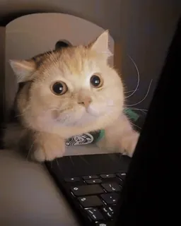 😐 8686ea3b gato, laptop, animal de estimação, fofo, animal, gato doméstico telegram sticker