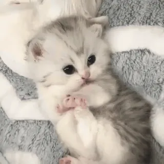 😍 a38af09c gatinho, gato, fofo, animal, animal de estimação, felino telegram sticker