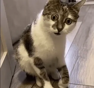 😐 a68be733 gato, animal, animal de estimação, engraçado, surpreso, fofo telegram sticker