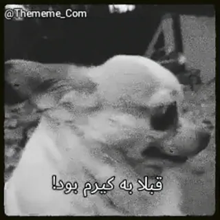 😕 b1b3882c قبلا به کیرم بود! cachorro, animal, meme, ofensivo, Irão, persa telegram sticker