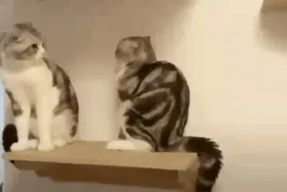 😐 bc885982 gato, animal, animal de estimação, gatinho, animal doméstico, fofo, felino telegram sticker