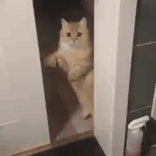 😐 c9dd6e5a gato, porta, espiar, fofo, animal telegram sticker