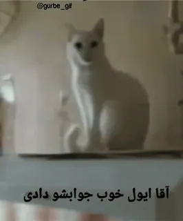 👍 e13c3a81 آقا ایول خوب جوابشو دادی gato, gatinho, animal de estimação, animal doméstico, engraçado, fofo telegram sticker