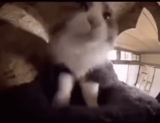 🐈 0e4e5892 whatsapp sticker