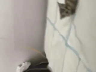 🐈 3c6acd9e whatsapp sticker