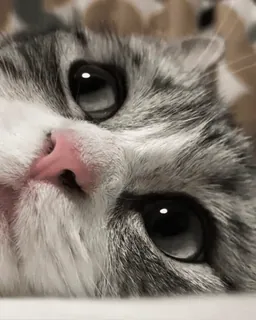 🐈 504d536b แมว, ลูกแมว, สัตว์เลี้ยง, สัตว์, น่ารัก, แมว whatsapp sticker