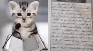 🐈 5e49c7bf whatsapp sticker