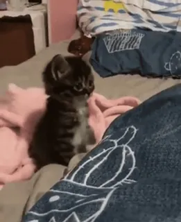 🐈 b063dae5 ลูกแมว, แมว, สัตว์, น่ารัก, สัตว์เลี้ยง whatsapp sticker