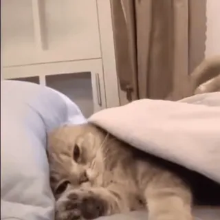 🤍 2698c29a mèo, buồn ngủ, giường, dễ thương, động vật telegram sticker