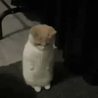 🤍 50177f6d mèo, đứng, dễ thương, động vật, thú cưng, nhà telegram sticker