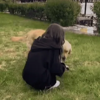 🤍 97469f7b chó, cỏ, chó golden retriever, thú cưng, bạn telegram sticker