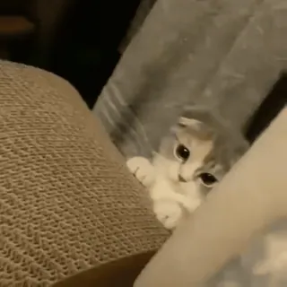 🤍 a276ea53 mèo, dễ thương, động vật, mèo con, thú cưng, mắt telegram sticker