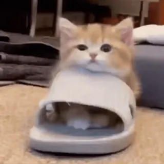 🤍 b828f432 mèo, mèo con, giày, dễ thương, động vật, thú cưng telegram sticker