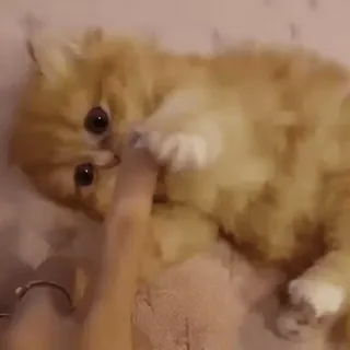 🤍 d0079ebe mèo, mèo con, thú cưng, dễ thương, chơi, ngón tay telegram sticker