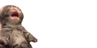 😫 0f13d516 猫, 子猫, あくび, かわいい, 動物 whatsapp sticker