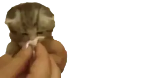 🤧 170d9139 猫, 子猫, 可愛い, ペット, 動物 whatsapp sticker