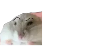 🤨 1c733178 ハムスター, 動物, ステッカー, ミーム, 面白い whatsapp sticker