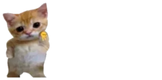 ✌️ 2a42e7bd 猫, 動物, 子猫, 中指 whatsapp sticker