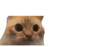 😳 3bbc1384 猫, びっくり, 動物, ミーム whatsapp sticker