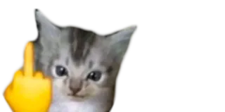 😠 74086727 猫, 子猫, 中指, 失礼, 不快 whatsapp sticker