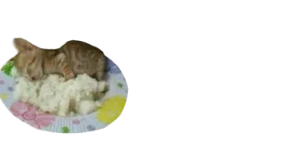 😴 84c943f7 猫, 子猫, 食べ物, 皿, 睡眠 whatsapp sticker