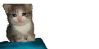 😢 86bc5056 猫, 子猫, 悲しい, 可愛い, 動物 whatsapp sticker